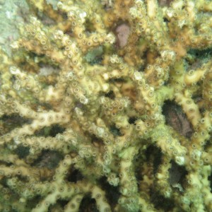Ivory Bush Coral Lauderdale by the Sea Snorkel Pics