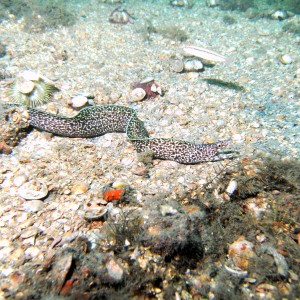 speckled eel September 2010