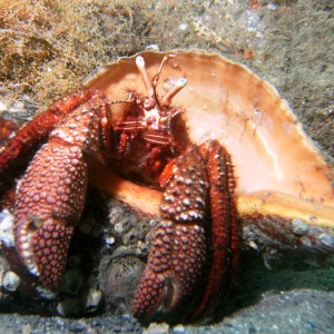 hermit crab September 2010