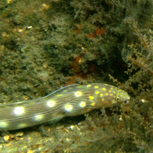 isharp tailed eel September 2010