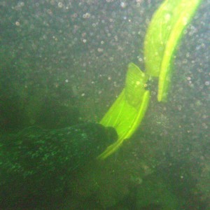 Harbor Seal Biting Fin