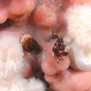 two hermit crabs on coral
