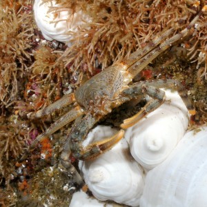 Scaled Crab