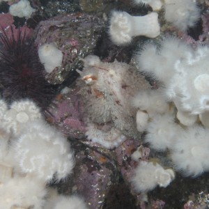 GPO pretending to be a white plumose anemone