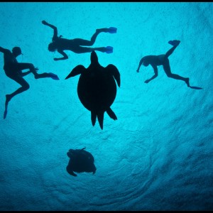 Turtles, sex and snorkelers