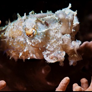Mabul baby reef cuttlefish
