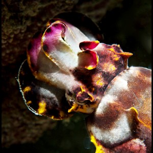 Flamboyant cuttlefish Mabul
