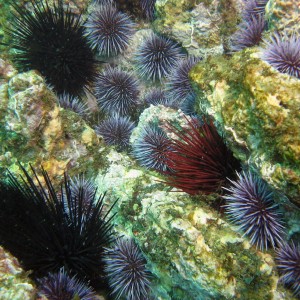Red, Purple, Crowned Sea Urchin