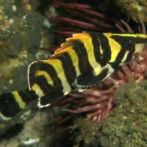 Treefish (young)
