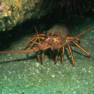 California Spiny Lobster