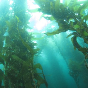Forest Kelp