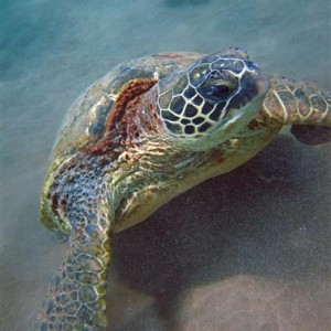 hawaii_sep_2010_turtle1_Small_