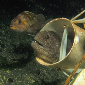 Copper Rockfish & Wolf Eel