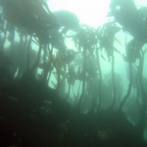 kelp_forest_st_abbs