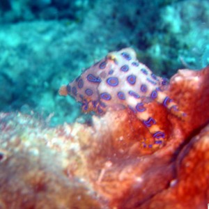 Blue Ringed Octopus @ Recep1, Kapalai