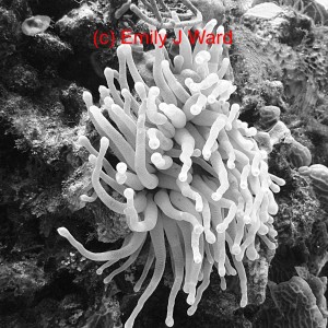 bw-anemone2-c