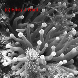 bw-fish-in-anemone-c