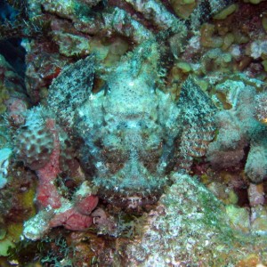 Scorpion Fish, Belize