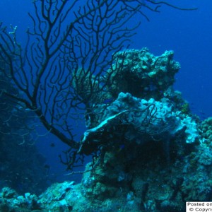 Coral, Belize