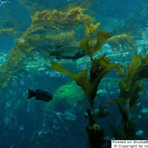 Kelp forest tank