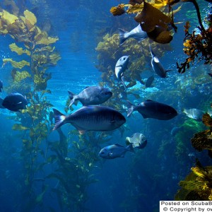 Fish in a kelp forest