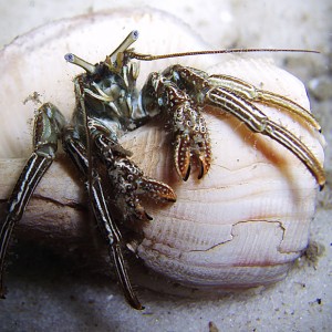 Hermit Crab - Destin jetties