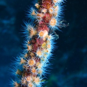 anenomes on kelp stalk