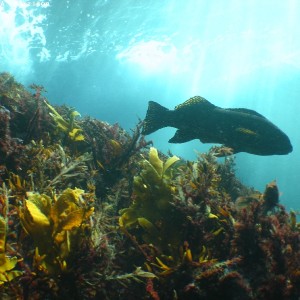 Marblefish