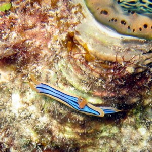 Nudibranch - Blue & Tan