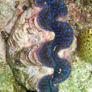 Blue Giant Clam