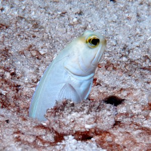 Jawfish - Belize