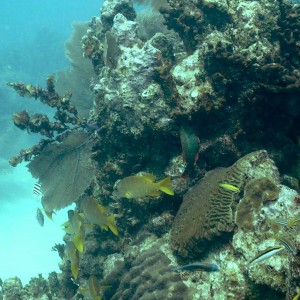 032305 Key Largo, FL (French Reef)-2
