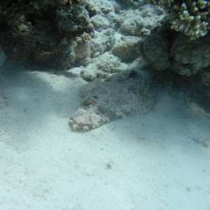 Crocodile Fish - Red Sea