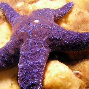 BC Sea Star