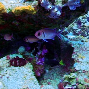 Black Banded Soldier Fish - Bonaire