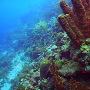 Sponges at Bonaventura, Kleine Bonaire