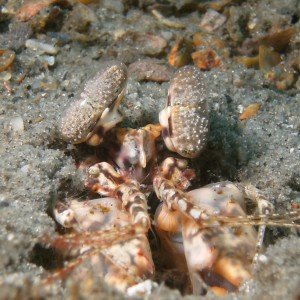 critters at blue heron bridge, mantis shrimp