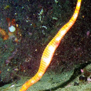 Spiny Seadragon