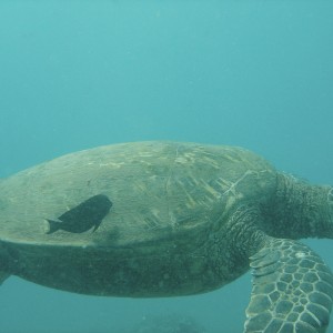 Turtle_Profile