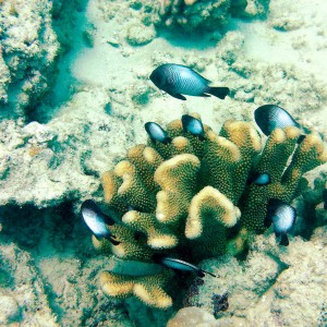 Coral_-n-_Fish2