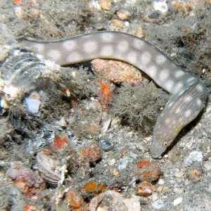 sharptailed eel