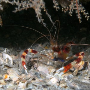 banded shrimp