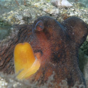resting common octopus