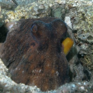 common octopus