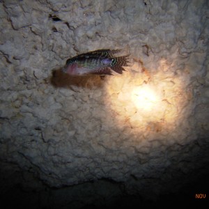 fish in cenote