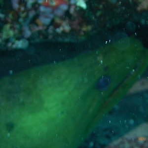 green moray