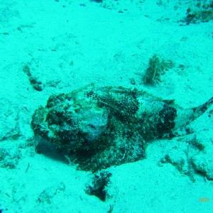 Spotted scorpionfish (?)