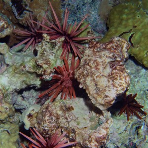 Slate_pencil_sea_urchins_-_Heterocentrotus_mammillatus