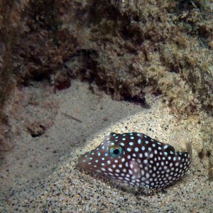 Spotted_Boxfish_-_Ostracion_meleagris