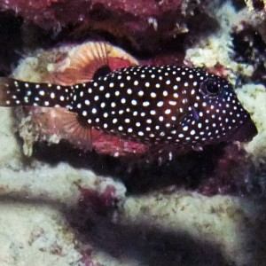 Spotted_Trunkfish_-_Ostracion_meleagris